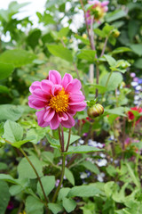 Fototapeta premium Dahlia with pink petals growing in a flower garden