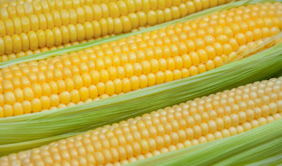 ripe, raw corn on the cob close-up lying on green leaves. Collect corn crop. The concept of healthy eating.