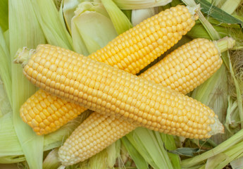 ripe, raw corn on the cob close-up lying on green leaves. Collect corn crop. The concept of healthy eating.