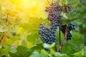 Red grapes of wine in wineyard, sunset light