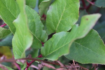 Leaves of a branch