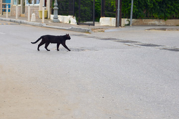 black cat crossing the road