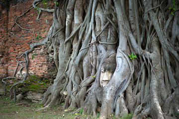 The tree roots cover the face of the ancient Buddha, which is a