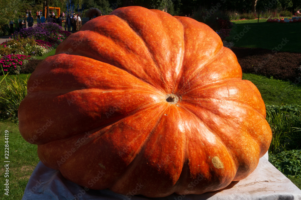 Wall mural huge pumpkin in various colors which can celebrate the holiday season