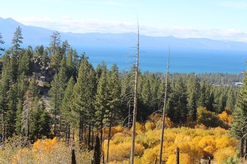 Golden trees with a mountain view