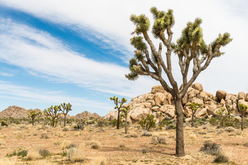 Fototapeta na wymiar Joshua trees (Yucca brevifolia) among boulder pile in Joshua Tree National Park, California