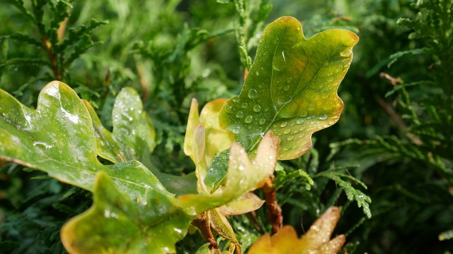 herbstliches Eichenlaub