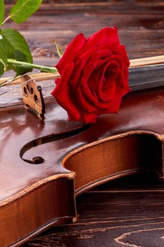 Red rose on old violin, vertical image. Close up vintage violin with rose on wooden background. Classical instrument of orchestra.
