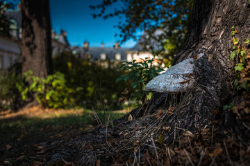 Pilz