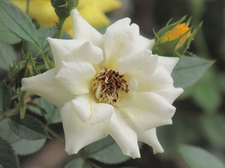 A rosa branca.