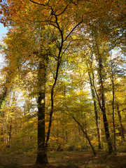 Tronçais dans l'Allier. Couleurs d'automne au coeur de la plus belle futaie de chênes d'Europe	
