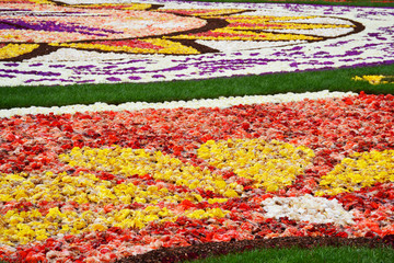Fototapeta na wymiar Brussels Grand Place flower carpet made from fresh flower bulbs, Belgium