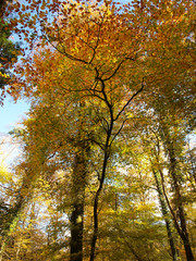 Tronçais dans l'Allier. Couleurs d'automne au coeur de la plus belle futaie de chênes d'Europe