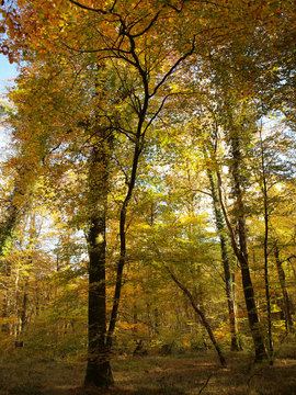 Tron&ccedil;ais dans l'Allier. Couleurs d'automne au coeur de la plus belle futaie de ch&ecirc;nes d'Europe	