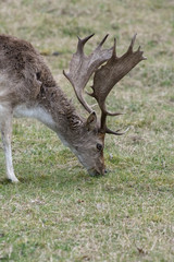 deer in the forest