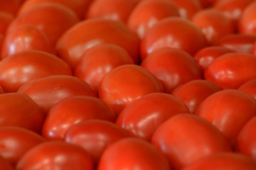 Red juicy tomato, background