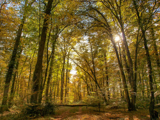 Tronçais dans l'Allier. Couleurs d'automne au coeur de la plus belle futaie de chênes d'Europe	