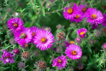 New england aster garden and a bee