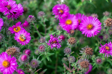 New england aster garden and a bee