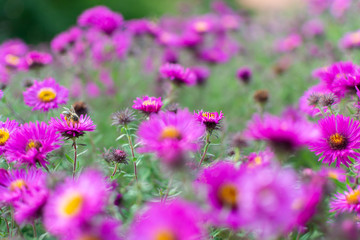 New england aster garden and a bee
