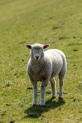 Obraz premium Meine Welt