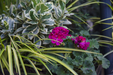 Obraz premium Red Flowers Natural