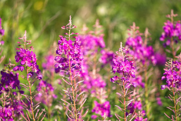 flowers of Fireweed, Chamaenerion angostifolium on a sunny summer day