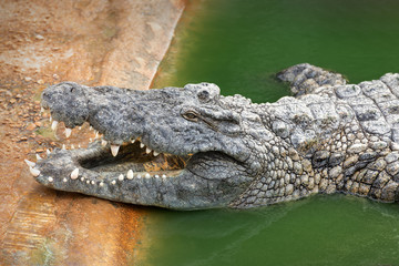 crocodile is opening its mouth