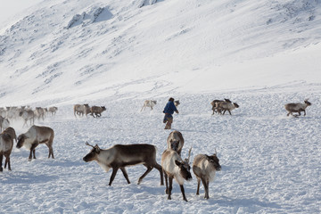Nenets reindeer mans catches reindeers on a sunny winter day