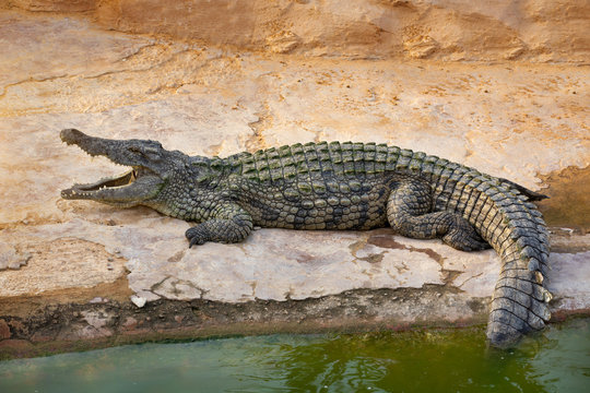 big crocodile with open mouth