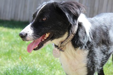Close up of my collie