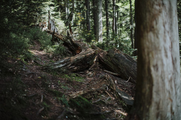 Broken wood in old forest