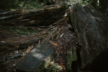 Fototapeta na wymiar Old wood in forest