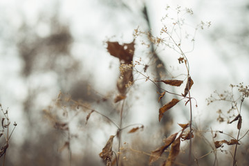 Delicate dried wildflowers on a woodland floor in the winter