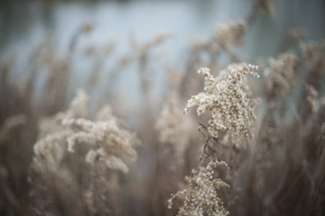 Masses of fluffy cream colored goldenrod beside a river