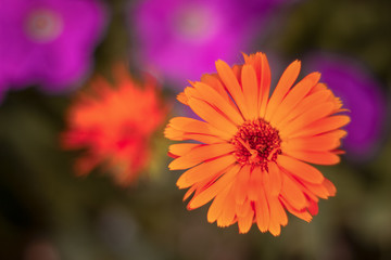 bright orange flower close-up against a background of other flowers