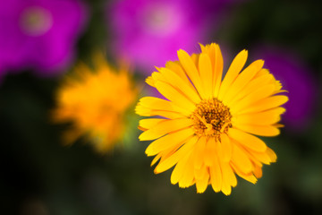 bright yellow flower close-up against a background of other flowers