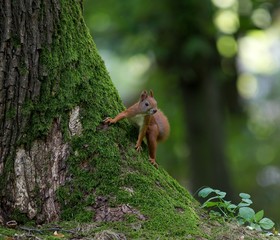 squirrel on a tree covered with moss