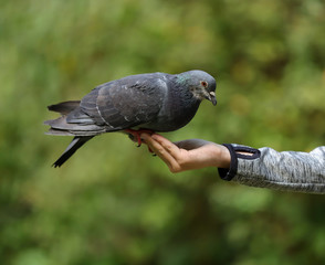pigeon eating from the hand, a brave little bird, a bird that trusts, Poland