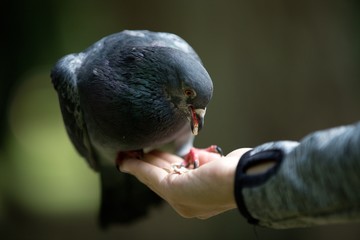 pigeon eating from the hand, bird on hand, Poland
