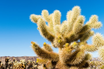 Cholla cactus (Cylindropuntia bigelovii) known as Teddy-bear cholla in the Cholla Cactus Garden in...