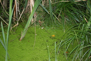 kleine Wasserlinse - Entenflott