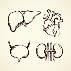 Bladder. Vector drawing