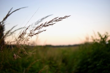 grass on a background of blue sky