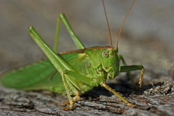 Weibliches Grünes Heupferd (Tettigonia viridissima)
