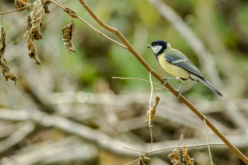 Titmouse bird in natural environment