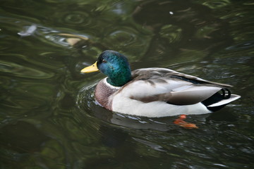 schwimmende männliche Stockente