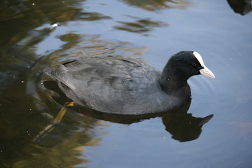 schwimmendes blesshuhn