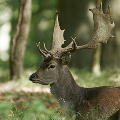 Fallow deer (Dama dama)