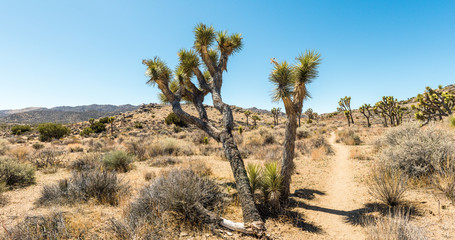 Joshua trees (Yucca brevifolia) on the California Riding & Hiking Trail in Hidden Valley of Joshua Tree National Park, California